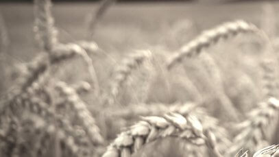 hasat-zamani-kisa-film